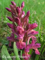 Přírodní památka Pod Hribovňou